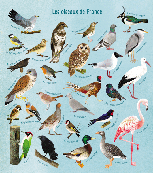  Mon beau livre de la nature - À la découverte des petites bêtes et des oiseaux...
