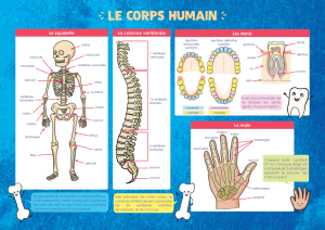 Les Posters de l'école - Le&nbsp;corps humain 
