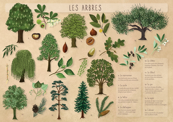  Les Posters de l'école - Les arbres