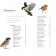 Le guide amoureux des oiseaux du jardin et des grands espaces